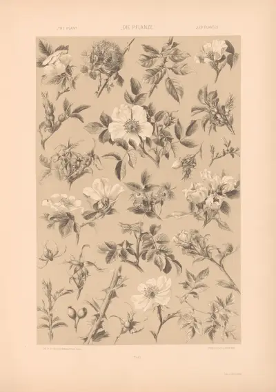 Die Pflanze in Kunst und Gewerbe, Taf. 172 von Anton Seder