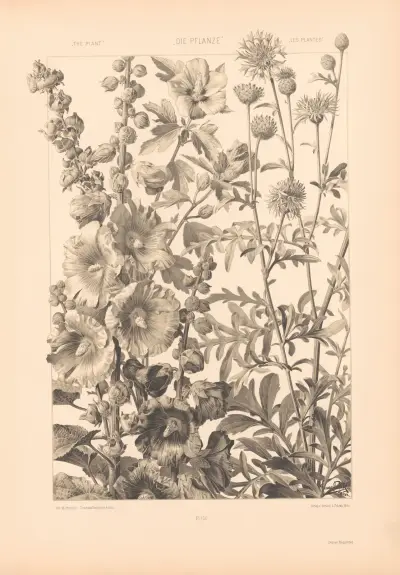 Die Pflanze in Kunst und Gewerbe (The Plant in Art and Industry) Pl.183 av Anton Seder