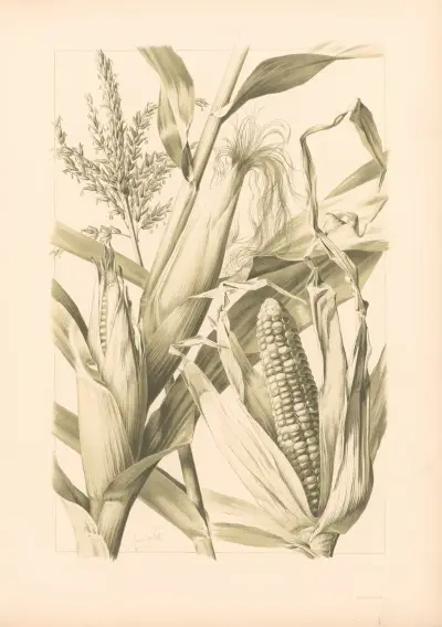 Die Pflanze in Kunst und Gewerbe, Tafel 187 von Anton Seder