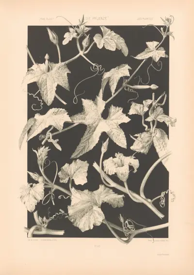 Die Pflanze in Kunst und Gewerbe (The Plant in Art and Industry) Pl.188 av Anton Seder