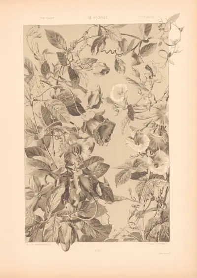 Die Pflanze in Kunst und Gewerbe, Tafel 189 von Anton Seder