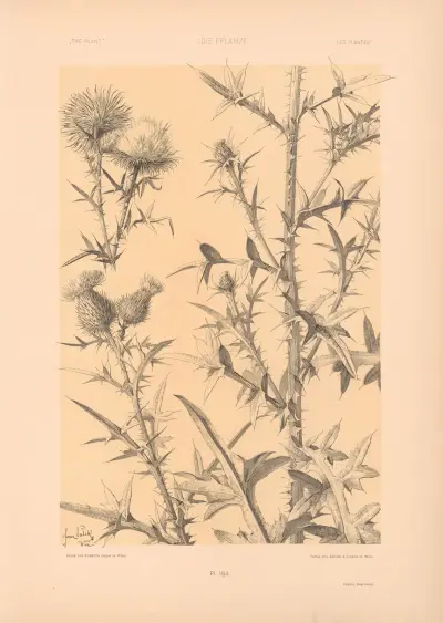 Die Pflanze in Kunst und Gewerbe (The Plant in Art and Industry) Pl.192 av Anton Seder