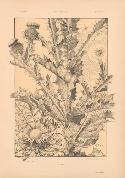 Die Pflanze in Kunst und Gewerbe (The Plant in Art and Industry) Pl.194 av Anton Seder
