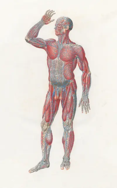 Anatomia Universale Pl.01 av Antonio Serantoni