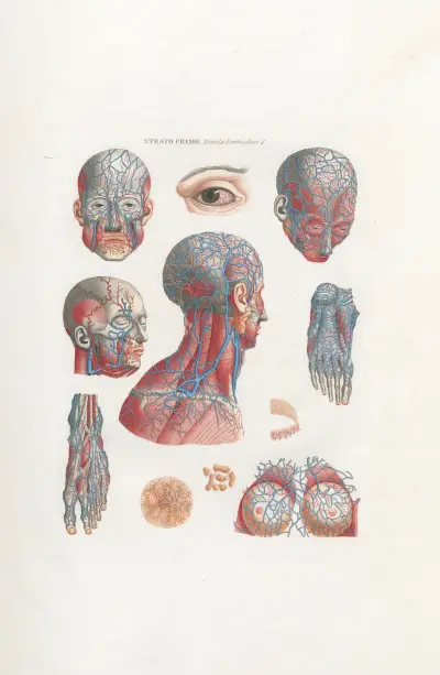Anatomia Universale Pl.02 av Antonio Serantoni