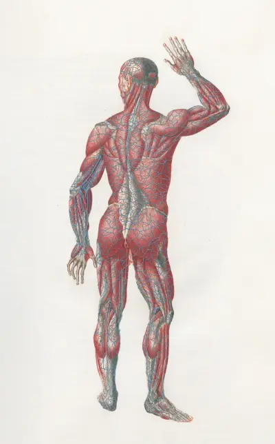 Anatomia Universale Pl.07 av Antonio Serantoni