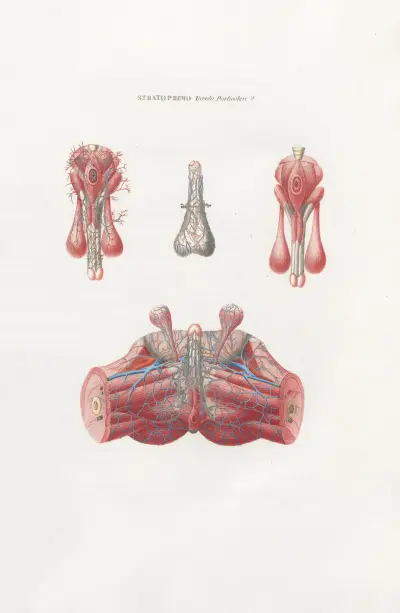 Anatomia Universale Pl.08 av Antonio Serantoni