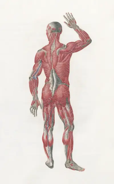 Anatomia Universale Pl.10 av Antonio Serantoni