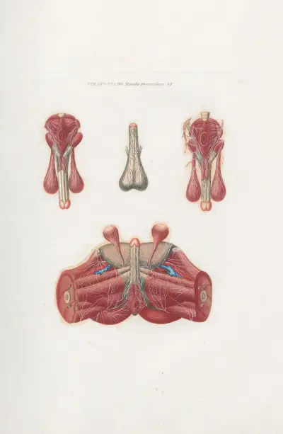 Anatomia Universale Pl.11 av Antonio Serantoni