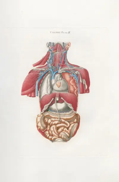 Anatomia Universale Pl.12 av Antonio Serantoni