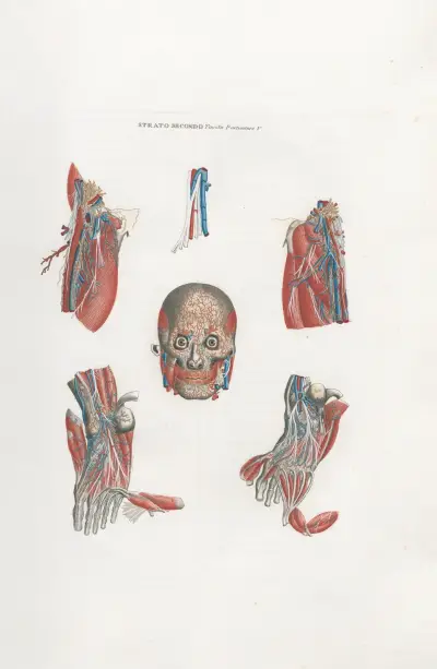 Anatomia Universale Pl.14 av Antonio Serantoni