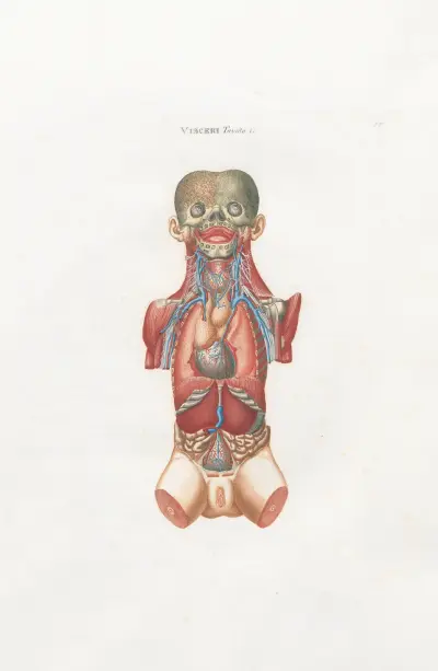 Anatomia Universale Pl.15 av Antonio Serantoni