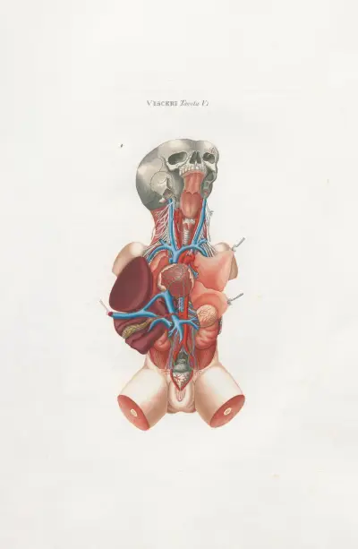 Anatomia Universale Pl.17 av Antonio Serantoni