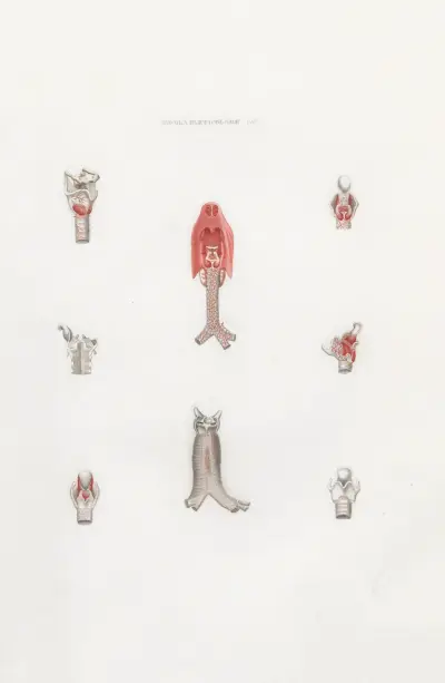 Anatomia Universale Pl.24 av Antonio Serantoni