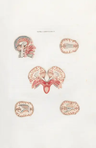 Anatomia Universale Pl.26 av Antonio Serantoni