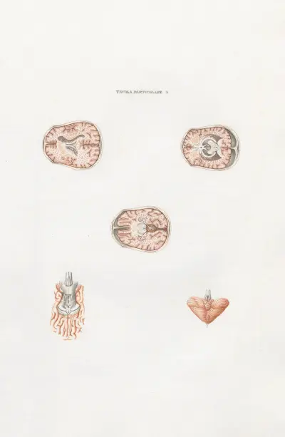 Anatomia Universale Pl.27 av Antonio Serantoni