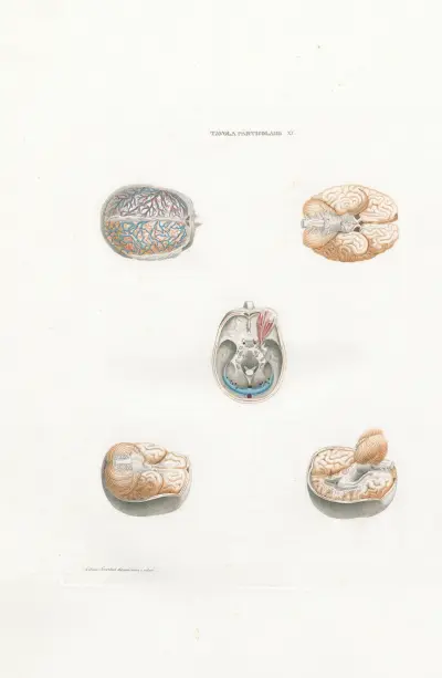 Anatomia Universale Pl.29 av Antonio Serantoni