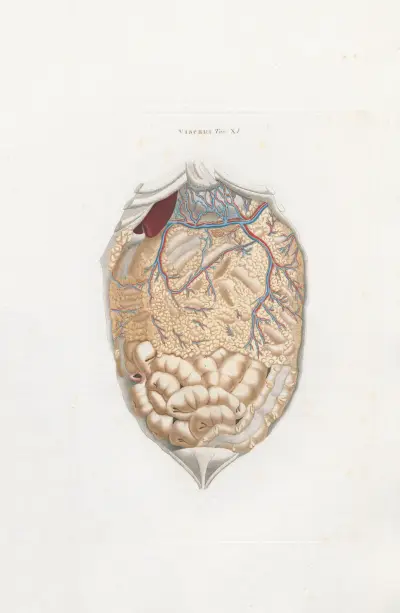 Anatomia Universale Pl.30 av Antonio Serantoni