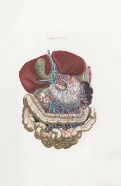 Anatomia Universale Pl.31 av Antonio Serantoni