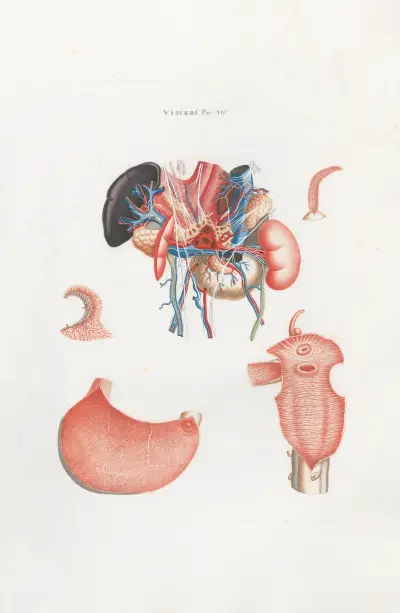 Anatomia Universale Pl.33 av Antonio Serantoni