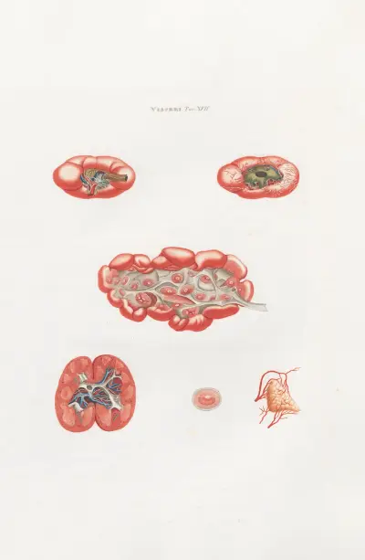 Anatomia Universale Pl.36 av Antonio Serantoni