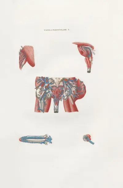 Anatomia Universale Pl.38 av Antonio Serantoni
