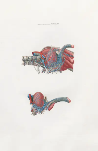 Anatomia Universale Pl.39 av Antonio Serantoni