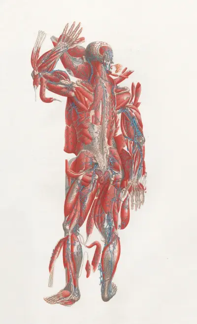 Anatomia Universale Pl.40 av Antonio Serantoni