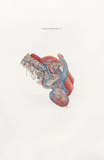 Anatomia Universale Pl.41 av Antonio Serantoni
