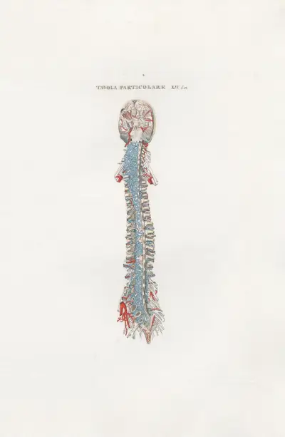 Anatomia Universale Pl.44 av Antonio Serantoni