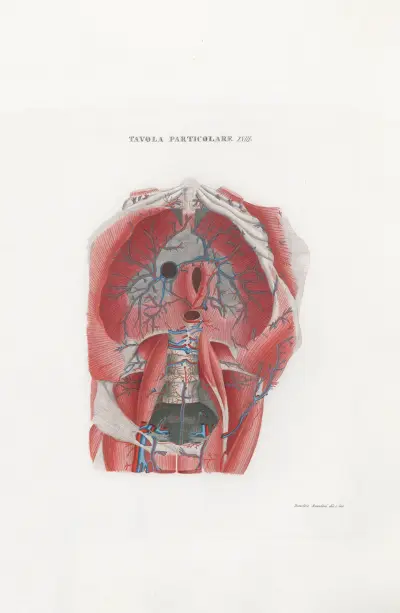 Anatomia Universale Pl.48 av Antonio Serantoni