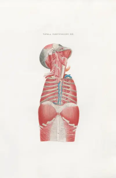 Anatomia Universale Pl.49 av Antonio Serantoni