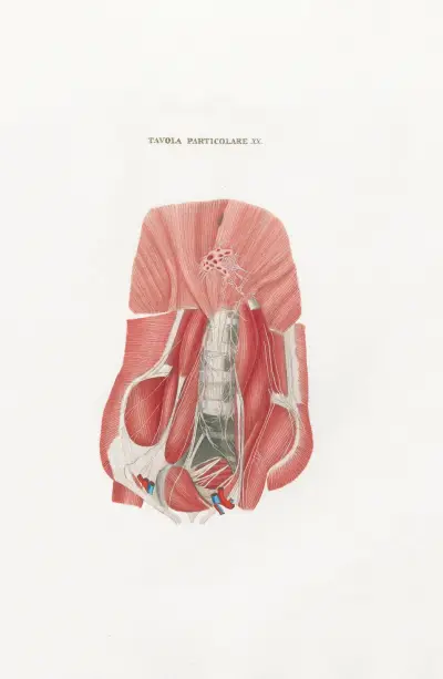 Anatomia Universale Pl.50 av Antonio Serantoni