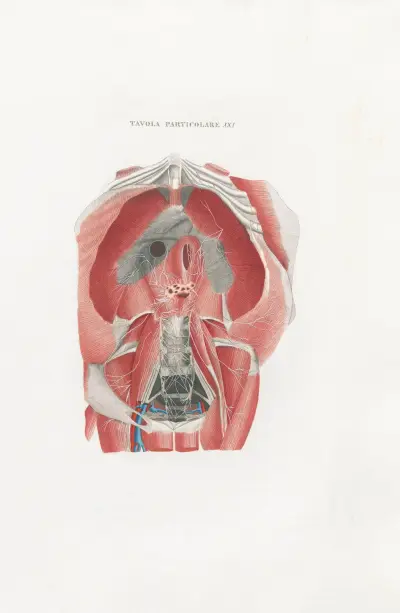 Anatomia Universale Pl.51 av Antonio Serantoni