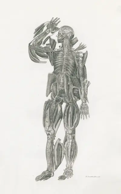 Anatomia Universale Pl.52 av Antonio Serantoni