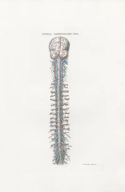 Anatomia Universale Pl.53 av Antonio Serantoni