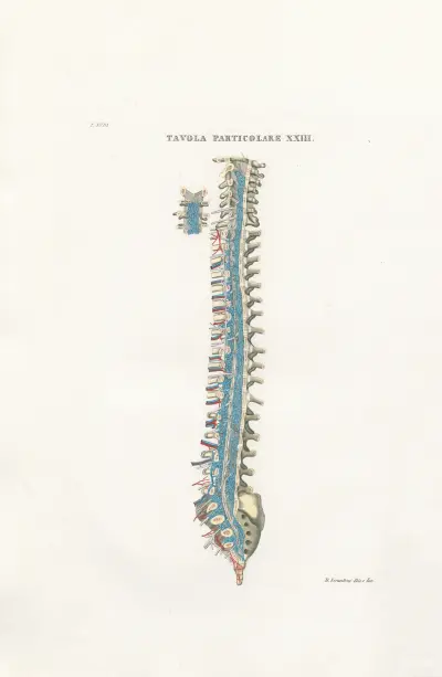 Anatomia Universale Pl.54 av Antonio Serantoni
