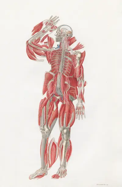 Anatomia Universale Pl.55 av Antonio Serantoni