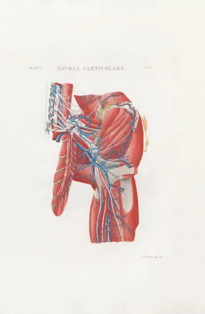 Anatomia Universale Pl.56 av Antonio Serantoni