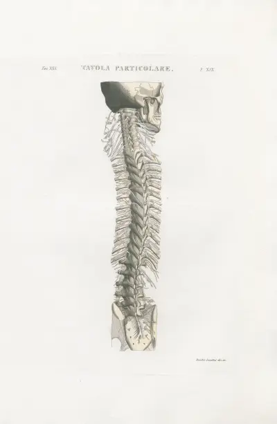 Anatomia Universale Pl.57 av Antonio Serantoni