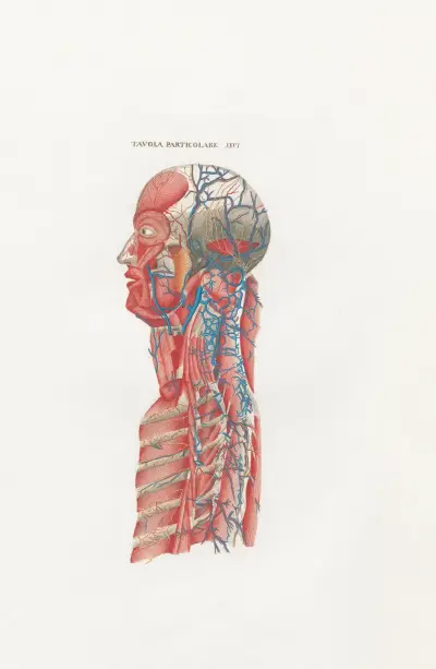 Anatomia Universale Pl.59 av Antonio Serantoni