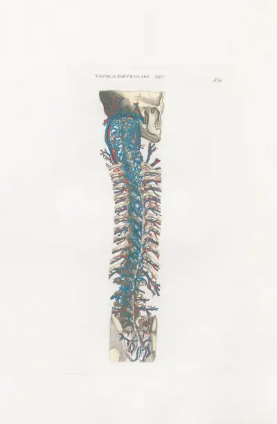 Anatomia Universale Pl.60 av Antonio Serantoni