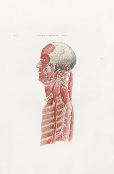 Anatomia Universale Pl.62 av Antonio Serantoni