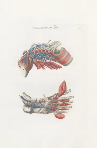Anatomia Universale Pl.63 av Antonio Serantoni