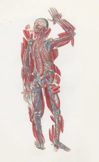 Anatomia Universale Pl.64 av Antonio Serantoni