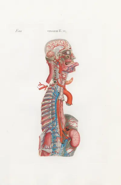 Anatomia Universale Pl.65 av Antonio Serantoni