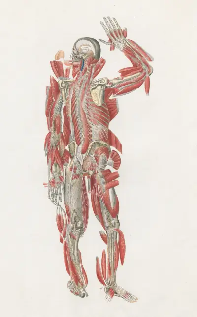 Anatomia Universale Pl.67 av Antonio Serantoni