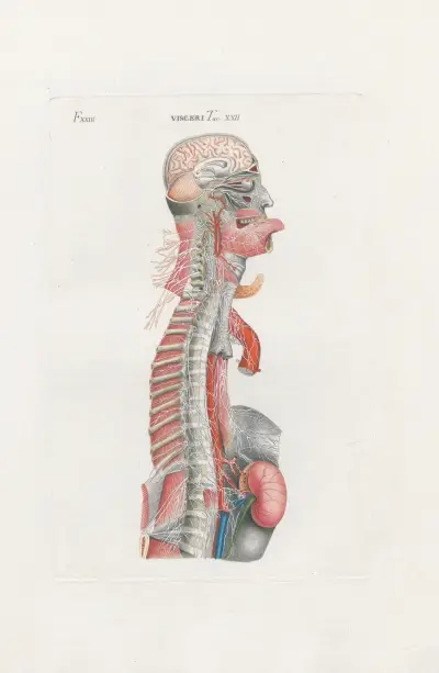 Anatomia Universale Pl.68 av Antonio Serantoni