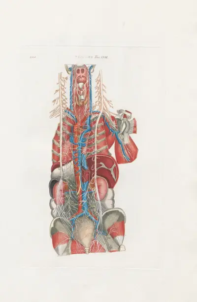 Anatomia Universale Pl.69 av Antonio Serantoni