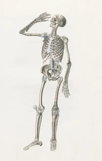 Anatomia Universale Pl.70 av Antonio Serantoni